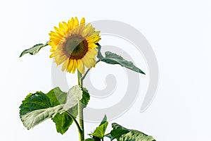 Photo of sunflower with isolated background
