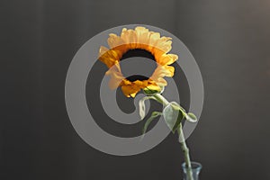 Photo of sunflower in a vase on dark background.  closeup yellow bright wild flower. colorful summer wallpaper. macro nature image