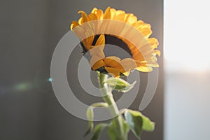 Photo of sunflower in a vase on dark background.  closeup yellow bright wild flower. colorful summer wallpaper. macro nature image