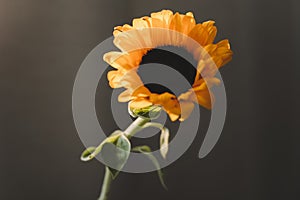 Photo of sunflower in a vase on dark background.  yellow bright wild flower. colorful summer wallpaper. macro nature image