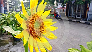 photo of sunflowers blooming by the roadside.