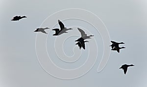 photo of a swarm of ducks flying