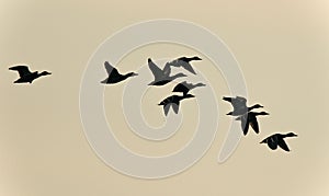 Photo of a swarm of ducks flying in the sky