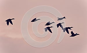 Photo of a swarm of mallards flying in the sky