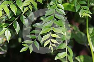 Photo of sweet neem leaves Curry leaf