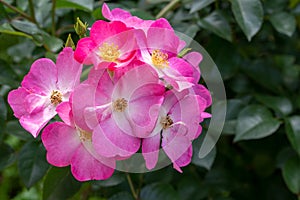 Photo of sweetbriar rose in soft focus