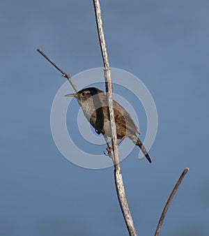 A marsh wren Cistothorus palustris perches on a dry weed photo