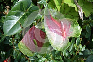 A photo taken on a Anthurium Scherzerianum Schott plant leaf in the wild