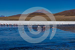 Pink Flamingos Laguna Hedionda Altiplano Bolivia