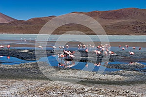 Pink Flamingos Laguna Hedionda Altiplano Bolivia