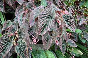 Begonia brevirimosa Irmsch Exotica Begonia or Begonia rex Putz Painted-leaf begonia photo