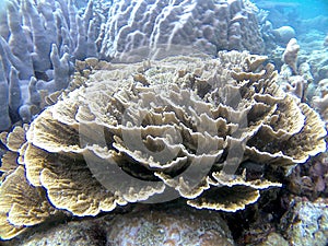 A Beautiful Spiral Flower Coral at Karimunjawa National Park photo