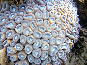 Brain Coral at Karimunjawa National Park photo