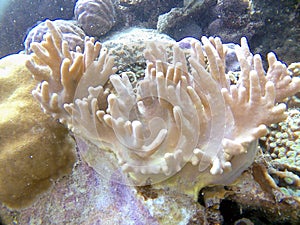Finger Coral at Anora Reef, Karimunjawa National Park photo