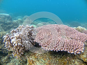 Finger-shape Coral at Karimunjawa National Park photo