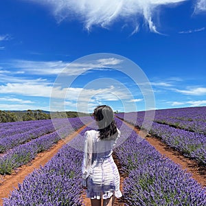 Bridestowe Lavender Estate Tasmania ice-cream Australia