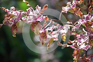 A photo taken on a cluster of Myrmecophila tibicinis Rolfe orchid Orchidaceae flowers