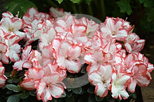 A cluster of Rhododendron simsii Planch Ericaceae Azalea flowers photo