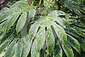 A photo taken on clusters of the Japanese Fatsia plants leaves