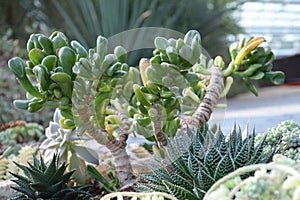Crassula ovata Druce Crassulaceae Jade plant photo