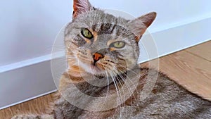 A docile calm home pet tabby cat looking at the camera