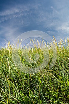 Into the grass. Cata Sand, Sanday, Orkney, Scotland. photo