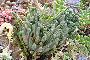 Euphorbia mammillaris L or Euphorbiaceae or Cockscrew cactus plant photo