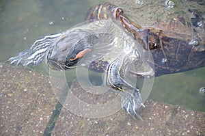 A photo taken on a female Red Eared Slider terrapin surfacing for air