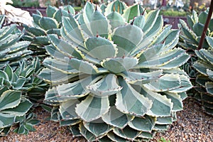 A large cluster of green cactus like plant Agave Parryi Engelm, Asparagaceae, Parrys Agave.
