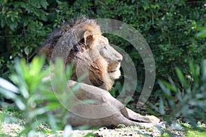 A male lion sitting down resting on the ground in a lazy afternoon in the wild