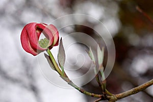 Photo taken in Newport News, Virginia of Dogwood Tree Bloom.