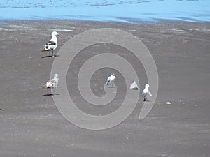 Seagulls on the beach - Monte Hermoso - Argentina photo