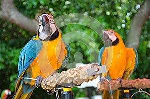 A pair of blue and gold macaws. One is in the foreground while another in the back