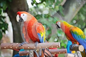 A photo taken on a pair of red scarlet macaws at a park