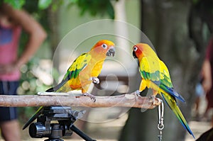 A photo taken on a pair of yellow lorikeets facing each other