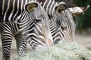 A photo taken on a pair of Zebras grazing grass in the wild