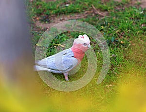 Beautiful Galah Cockatoo photo