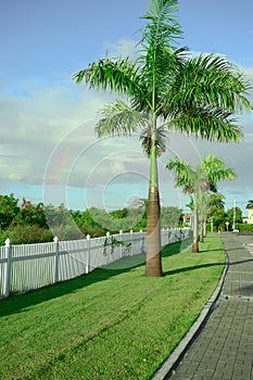 white fence palms and rainbow natural lawn