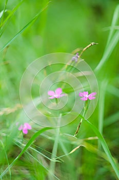 Pink flowers in a green forest background photo