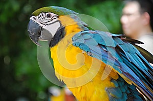 A photo taken on a solitary gold macaw at a park