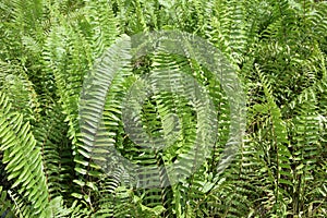 Some tall large green leaves that resembles fern leaves at a park photo