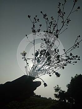 Photo taken during sunset of buque of flowers and grass photo