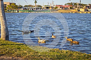 Family of ducks on eagle pass lake at golden hour photo