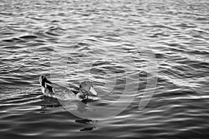 Family of ducks on eagle pass lake at golden hour photo