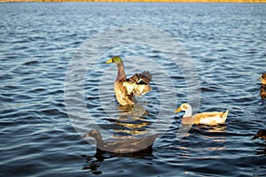 Family of ducks on eagle pass lake at golden hour photo