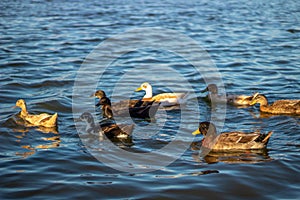 Family of ducks on eagle pass lake at golden hour photo