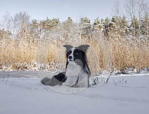 border collie named ozzy, in a winter scenery photo