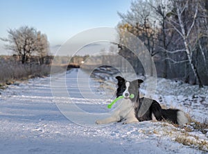 winter training sheep-dog border collie named ozzy, debe, legionowo district photo