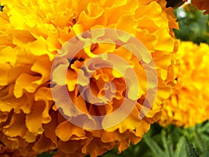 Photo taken of a yellow marigold flower in full bloom