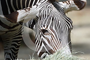 A photo taken on a Zebra grazing grass in the wild